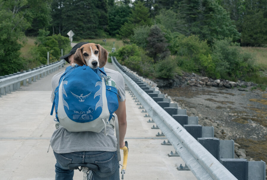 Dog in backpack, North Haven, Maine