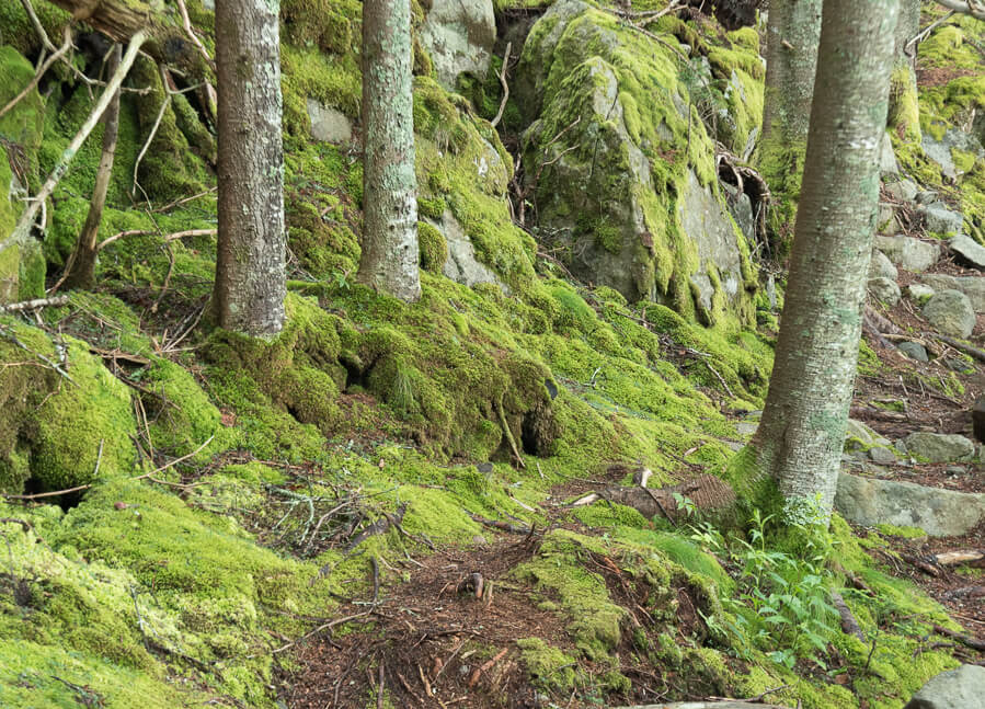 Mossy trail, Cutler, Maine