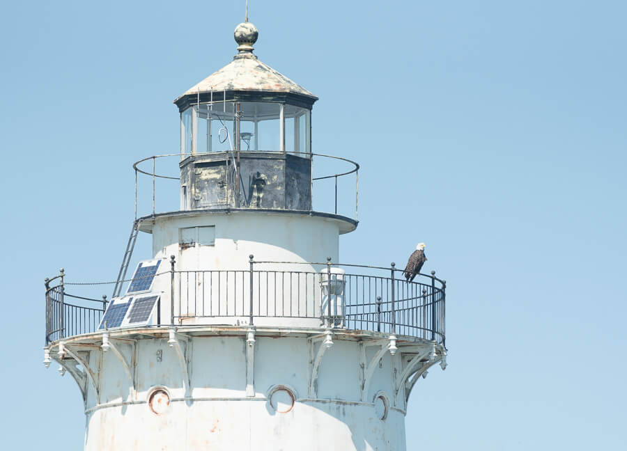 Eagle on Lubec Channel Light